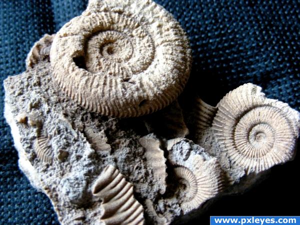 Ammoniti: the old,old shells